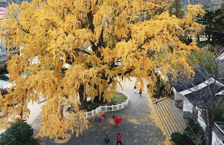 Vista aérea del paisaje de árboles ginkgo de Jiangsu