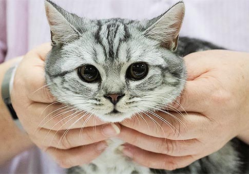 Espectáculo Internacional del Gato en Hungría