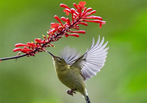 Sunbird recoge miel de una flor en Parque Nacional Forestal de Fuzhou en Fuzhou