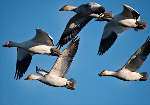 Canadá: Gansos nival descienden sobre el santuario de aves Terra Nova