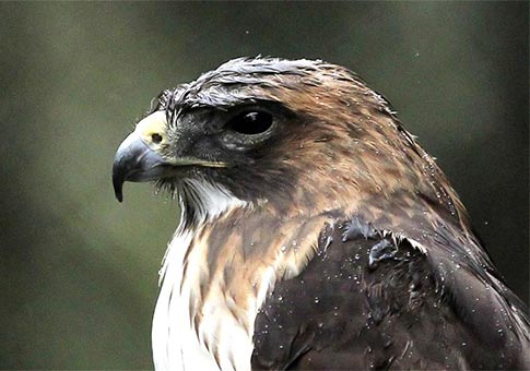 Honduras: Distintas especies de animales en Zóológico Rosy Walther