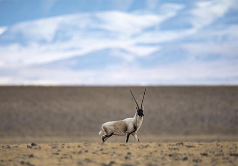 Tíbet: Antílopes tibetanos en desierto de Reserva Nacional Natural de Qiangtang