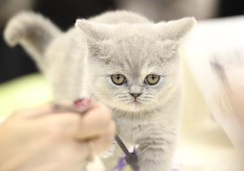 Espectáculo de gatos en Varsovia
