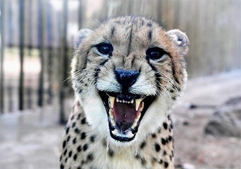 Zoológico de Zhengzhou recibe cinco parejas de guepardos procedentes de Sudáfrica