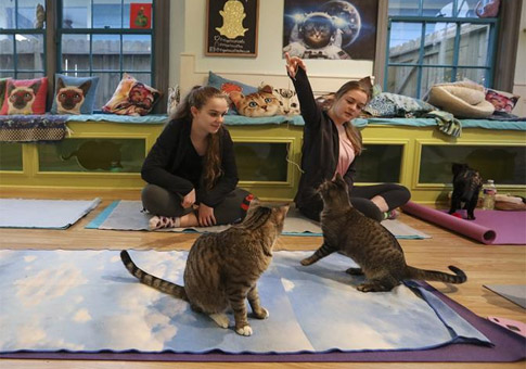 "El Gato Coffeehouse", cafetería de gatos en Houston