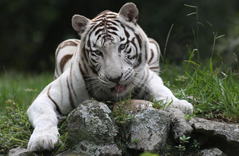 Zoológico de Sao Paulo, Brasil