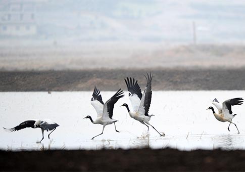 Guizhou: Reserva Natural Nacional de Caohai en Weining