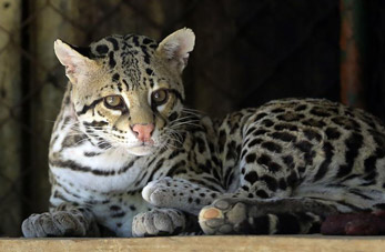 Zoológico y Restaurante "El Ocotal" en Honduras