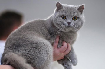 Exhibición internacional de gatos en Croacia