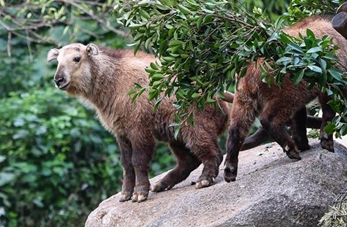 Cachorros de takines dorados en Parque de Safari Chimelong