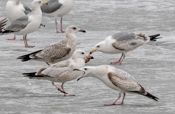 Humedal de Jingxin, hogar temporal para aves migratorias