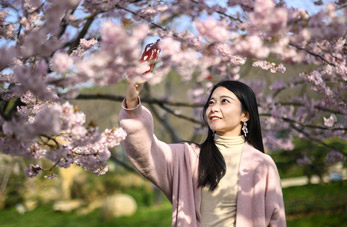 Flores de cerezo por el Lago Oeste, en Wuhan