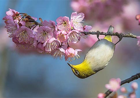 Pájaros en primavera