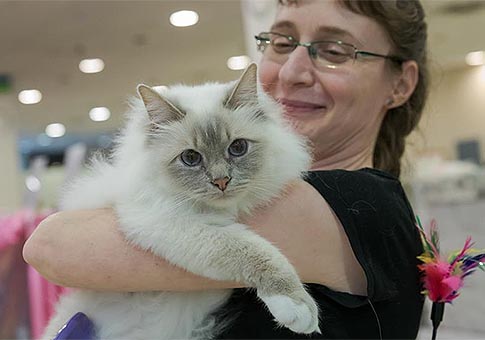 Espectáculo internacional de gatos