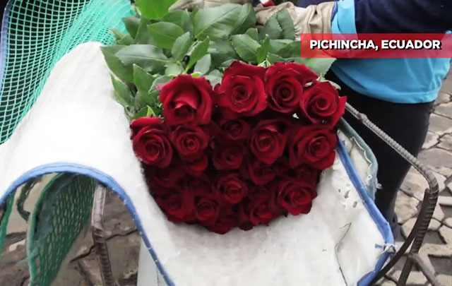 Rosa ecuatoriana se abre paso en mercado chino