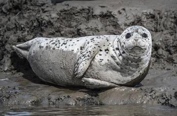 Focas en humedal costero en Liaoning