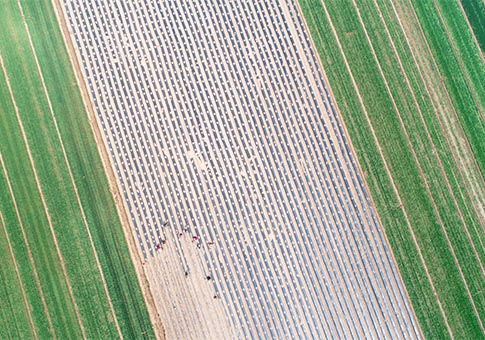 Agricultores trabajan en campos de cultivo