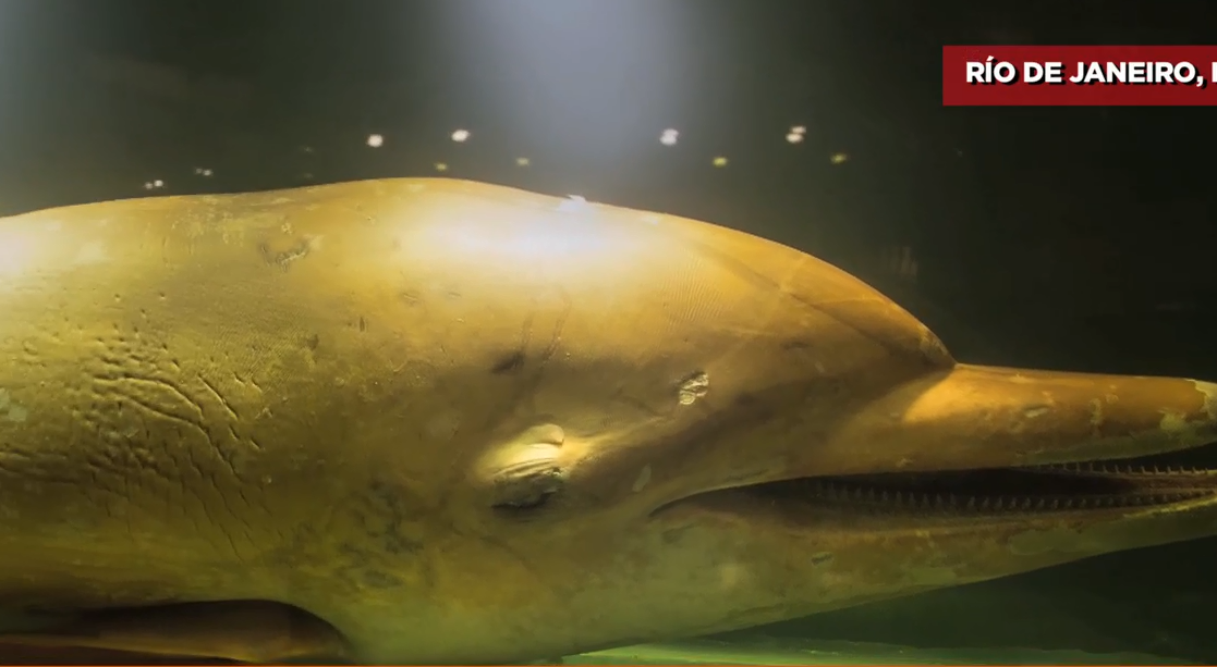 Museo oceangráfico univali celebra la vida