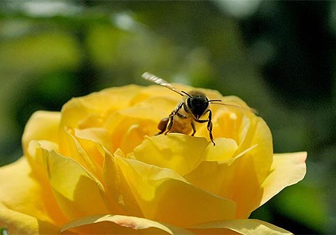 Abeja sobre flor