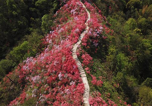 Las azaleas entraron en plena floración recientemente en Tianxia, Anhui