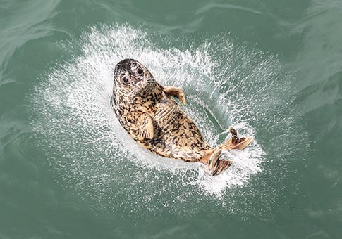Liaoning: Focas liberadas en el mar en Dalian