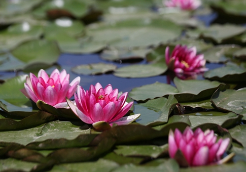 Flores de nenúfar en Shandong