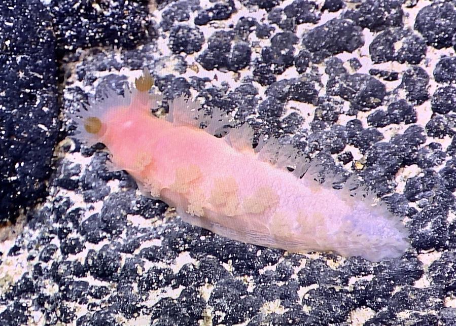 Raras babosas marinas de aguas profundas captadas por Discovery de China
