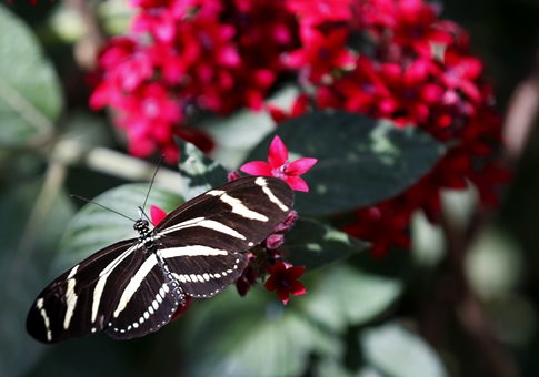 Exposición de mariposas en Los Angeles