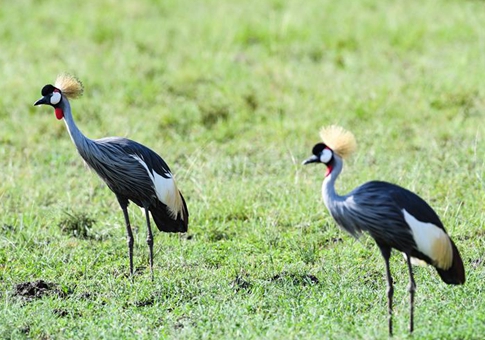 Reserva Nacional Maasai Mara en Kenia