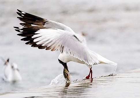 La migraci&oacute; de carpa