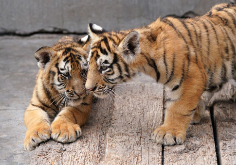 Cachorros de tigre siberiano en Heilongjiang
