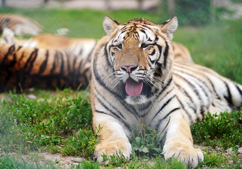 Tigres siberianos en Hailin, Heilongjiang
