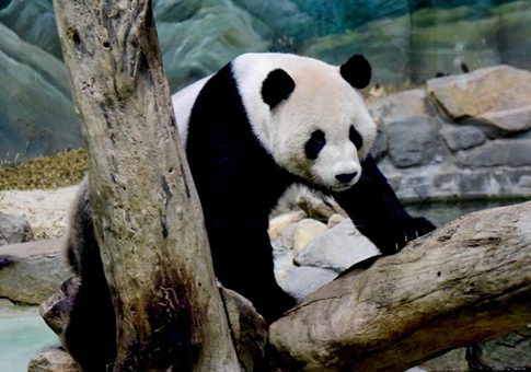 Pandas gigantes Tuan Tuan y Yuan Yuan celebran cumpleaños número 15