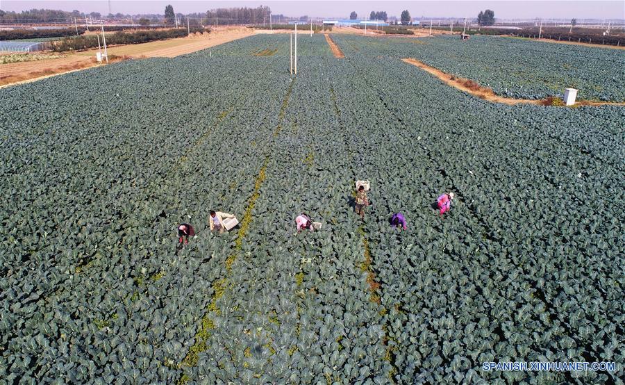 CHINA-HEBEI-AGRICULTURA-DESARROLLO