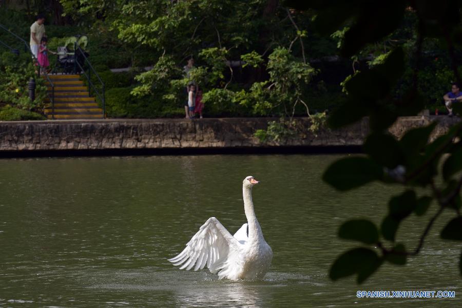 Un cisne nadaba en el lago de Cisne en el lago de Cisne del Jardín Botánico de Singapur el día 5 de julio. El Jardín Botánico de Singapur fue incluido en la Lista del Patrimonio de la Humanidad de la Organización de Naciones Unidas para la Educación, la Ciencia y la Cultura (Unesco).