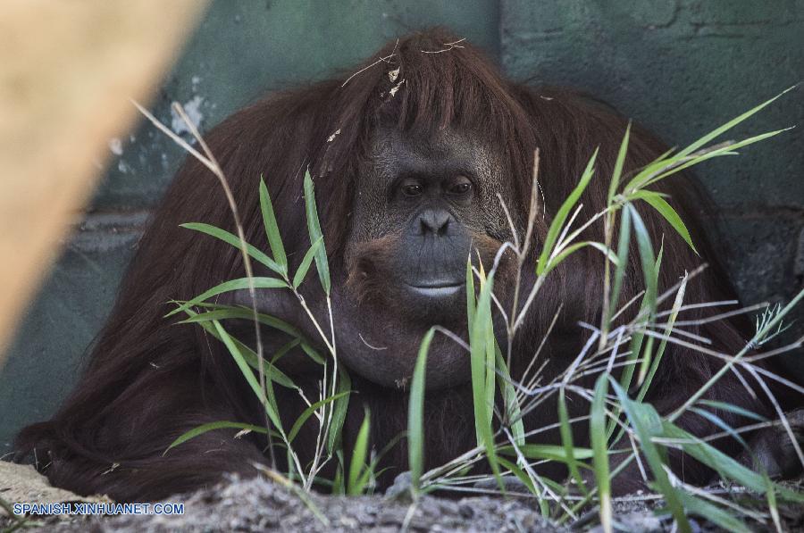Argentina: Sandra, orangutana de Sumatra en Zoológico de Buenos Aires