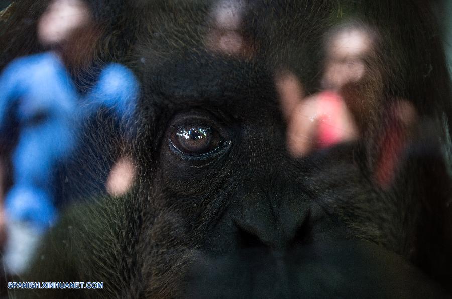Argentina: Sandra, orangutana de Sumatra en Zoológico de Buenos Aires