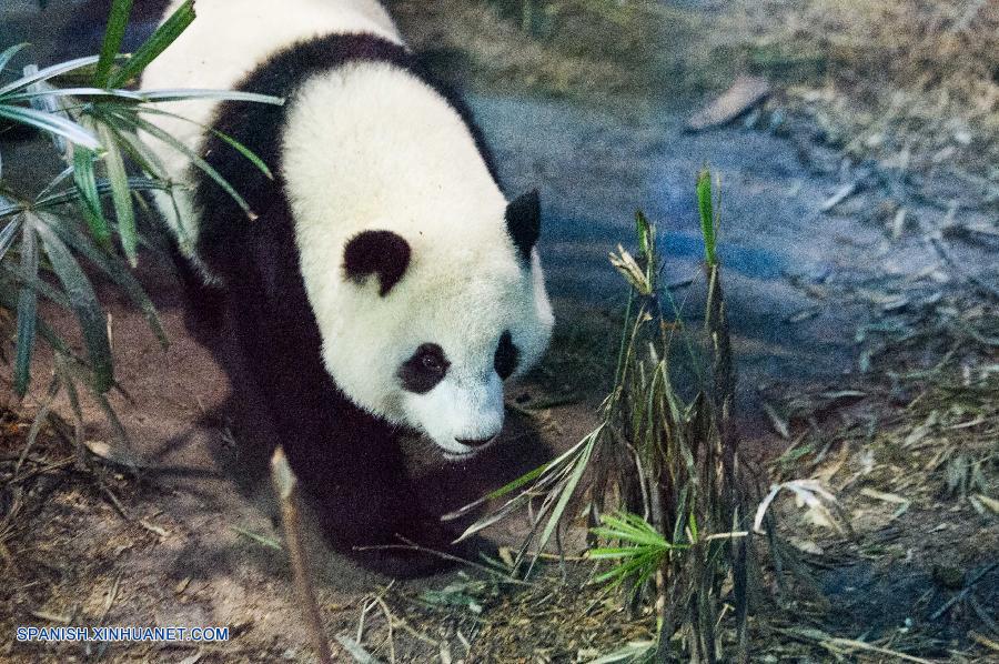 Osito panda Yuanzai hace su destete en Taiwan