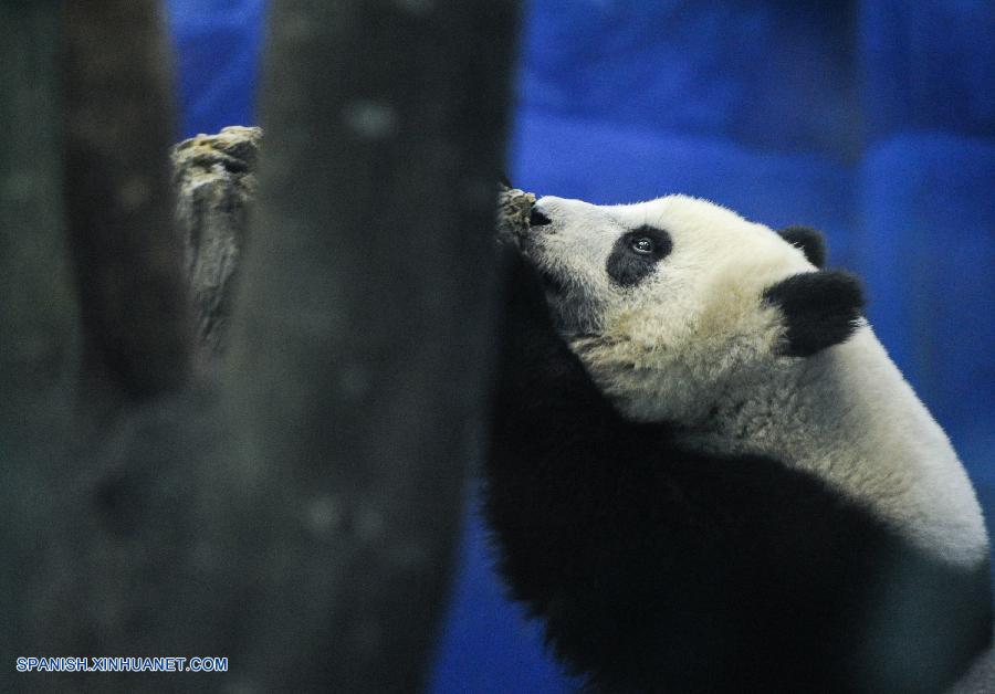Osito panda Yuanzai hace su destete en Taiwan