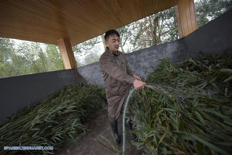 Las autoridades chinas subrayaron la importancia del tratamiento y la prevención de enfermedades en los pandas gigantes, después de que dos ejemplares falleciesen a causa de un virus parecido al sarampión.