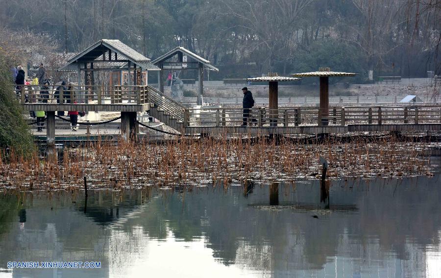Henan: Lotos marchitados en Parque Zijingshan en Zhengzhou