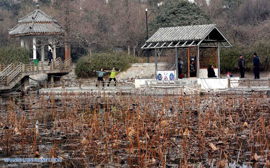 Henan: Lotos marchitados en Parque Zijingshan en Zhengzhou