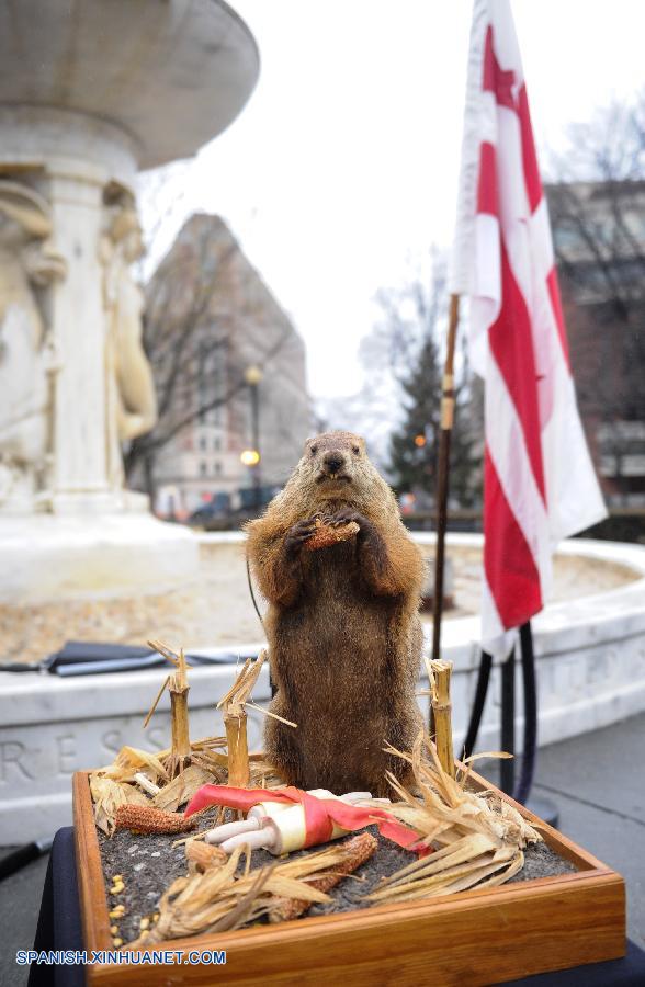 EEUU: Día de Marmota monax en Washington D.C.