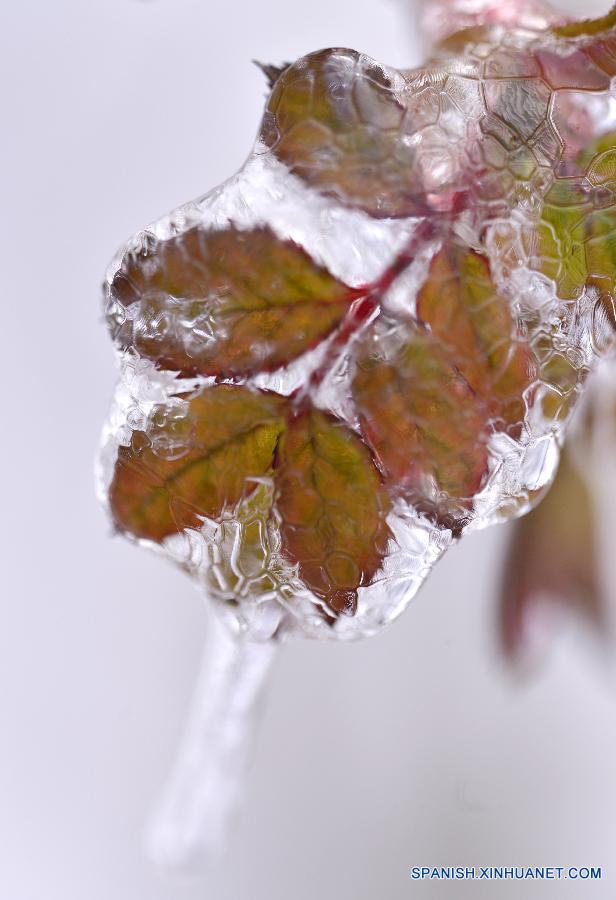 US-WASHINGTON-WEATHER-ICE