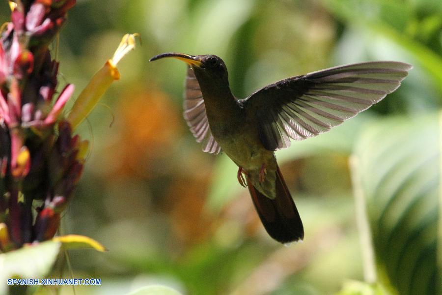 Fotos de colibrí en Trinidad y Tobago