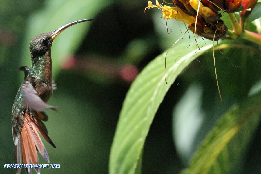 Fotos de colibrí en Trinidad y Tobago
