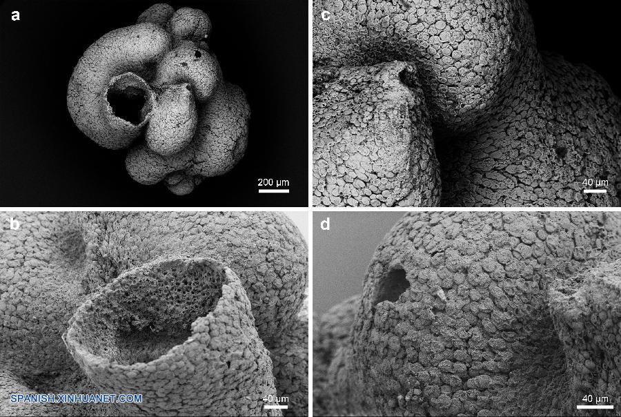 Científicos chinos han descubierto un fósil animal parecido a una esponja de hace 600 millones de años, antedatando los descubrimientos existentes de animales primitivos en 60 millones de años.