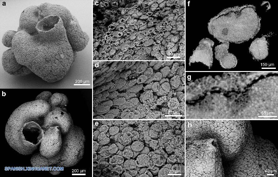 Científicos chinos han descubierto un fósil animal parecido a una esponja de hace 600 millones de años, antedatando los descubrimientos existentes de animales primitivos en 60 millones de años.