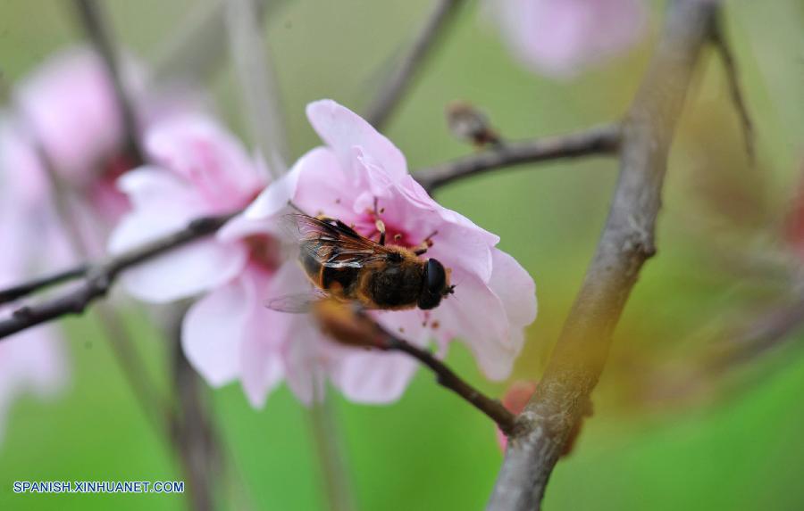 Hunan: Paisaje de flores de ume en Changsha