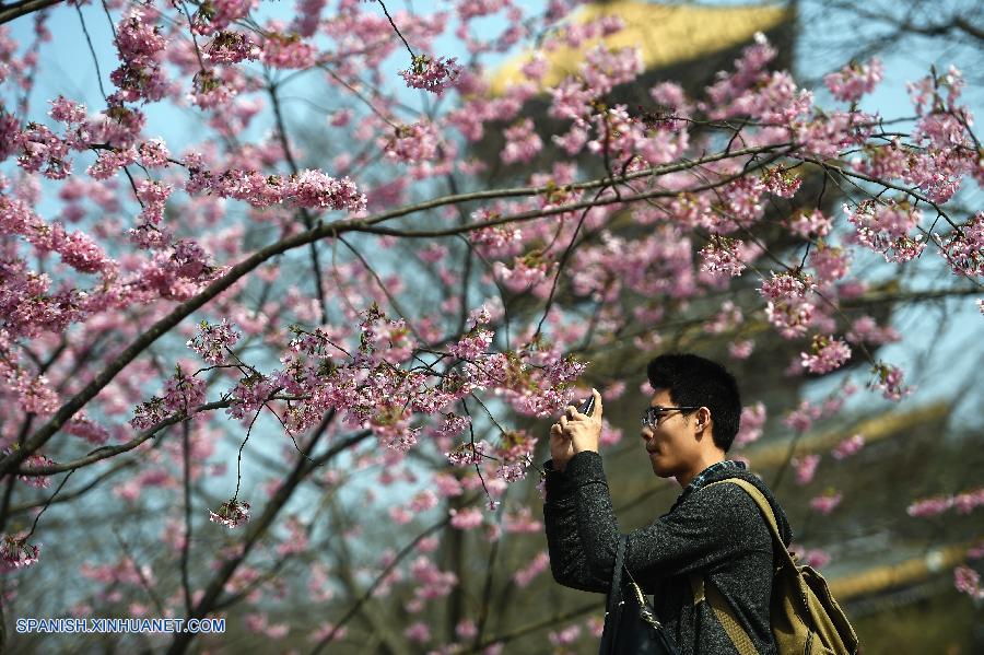 Hubei: Paisaje de flores de cerezo en Wuhan